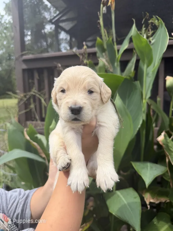 Harvest  – Golden Retriever puppy for sale in Hastings, FL