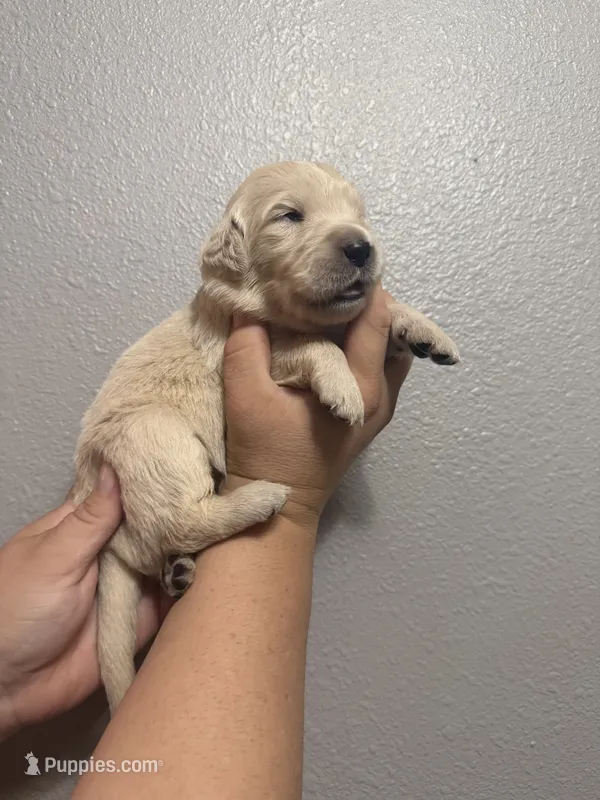 Marigold – Golden Retriever puppy for sale in Hastings, FL