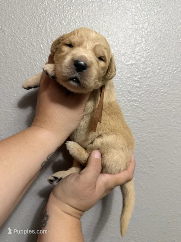Pumpkin  – Golden Retriever puppy for sale in Hastings, FL