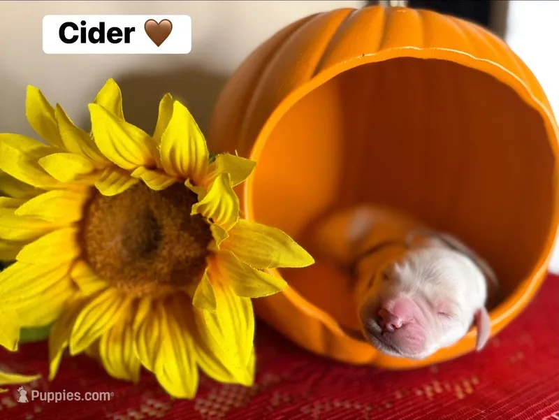 Cider  – Golden Retriever puppy for sale in Hastings, FL