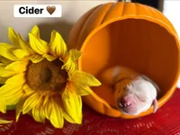 Cider , a male Golden Retriever for sale in Hastings, FL – 1 of 1
