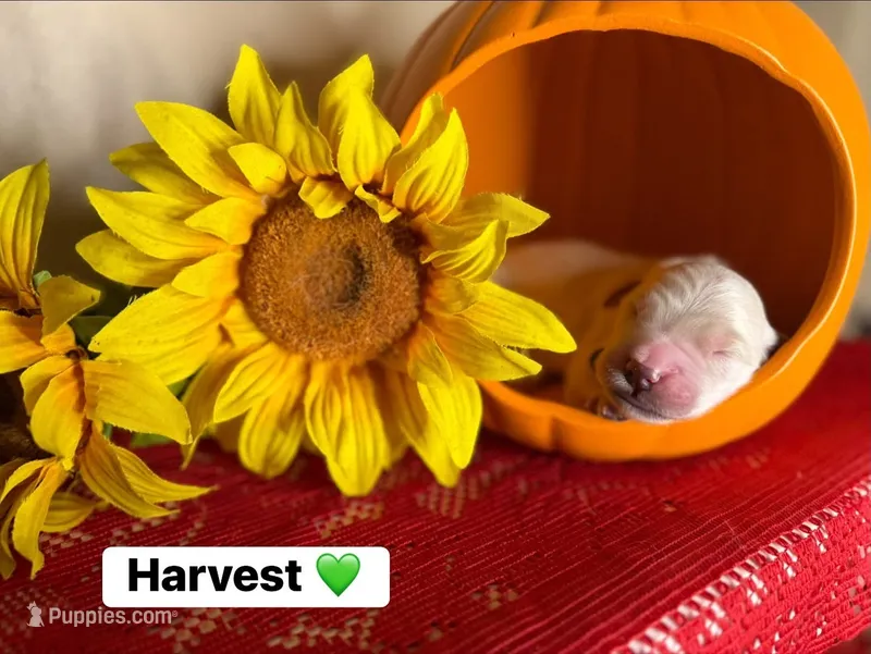 Harvest  – Golden Retriever puppy for sale in Hastings, FL