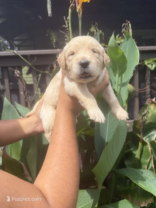 Blaze – Golden Retriever puppy for sale in Hastings, FL