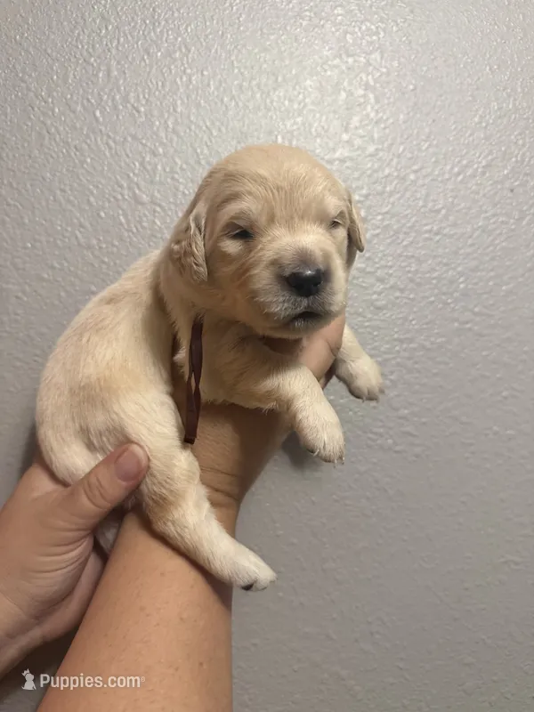 Autumn  – Golden Retriever puppy for sale in Hastings, FL