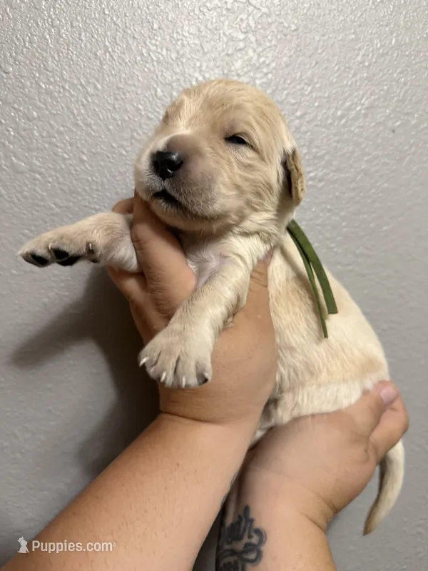 Harvest  – Golden Retriever puppy for sale in Hastings, FL