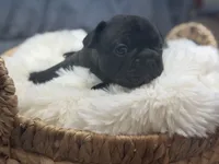 Cubbi, a male French Bulldog and Frenchton for sale in Edwardsburg, MI – 2 of 4