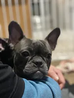 Mabel, a female Boston Terrier and French Bulldog for sale in Edwardsburg, MI – 3 of 5