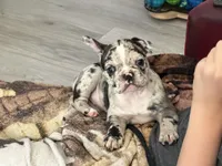 Maggie, a female Boston Terrier and French Bulldog for sale in Edwardsburg, MI – 4 of 4