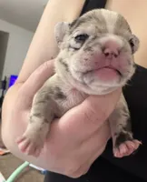 Maggie, a female French Bulldog and Frenchton for sale in Edwardsburg, MI – 2 of 5