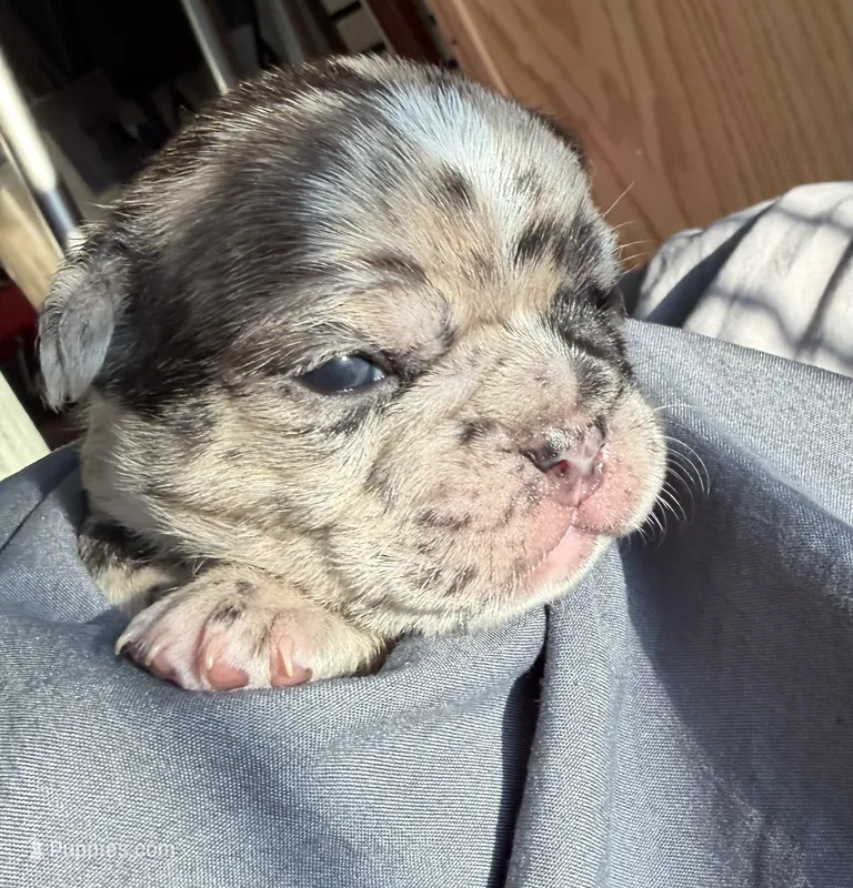 Poppy, a male French Bulldog and Frenchton for sale in Edwardsburg, MI – 1 of 6