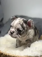 Maggie, a female Boston Terrier and French Bulldog for sale in Edwardsburg, MI – 2 of 4