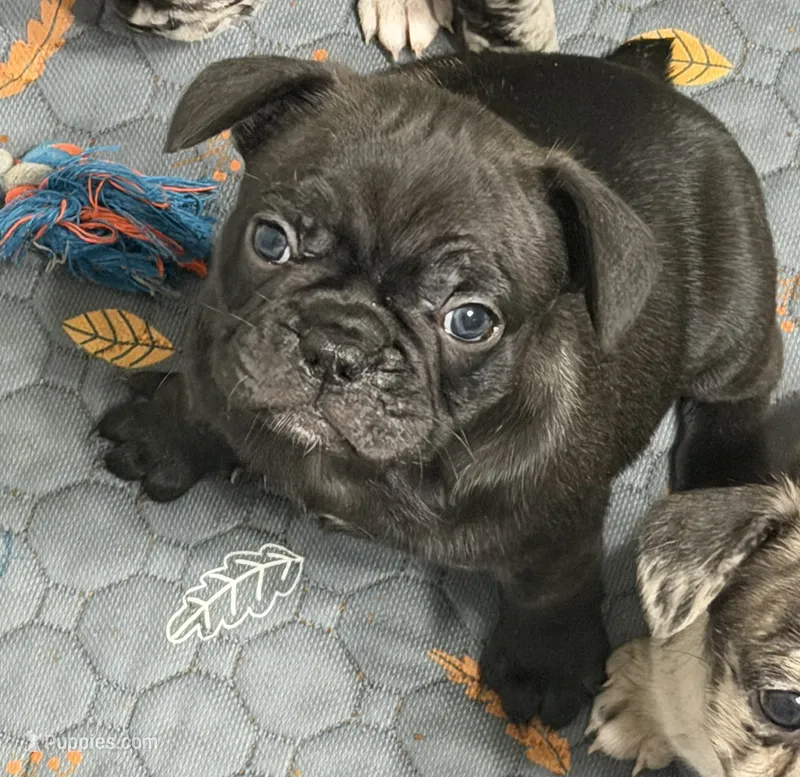 Cubbi – French Bulldog, Frenchton puppy for sale in Edwardsburg, MI