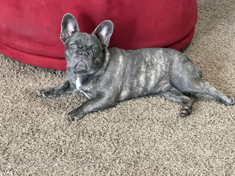 Bullwinkle  – French Bulldog puppy for sale in Edwardsburg, MI