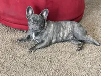 Bullwinkle , a male French Bulldog for sale in Edwardsburg, MI – 1 of 3