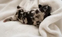 Poppy, a male Frenchton for sale in Edwardsburg, MI – 2 of 2