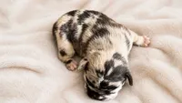 Clover, a male French Bulldog and Frenchton for sale in Edwardsburg, MI – 3 of 3
