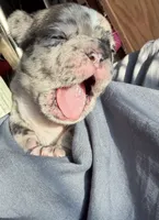 Poppy, a male French Bulldog and Frenchton for sale in Edwardsburg, MI – 4 of 6