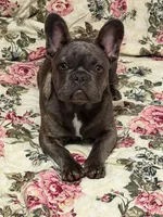 Bullwinkle , a male French Bulldog for sale in Edwardsburg, MI – 3 of 3
