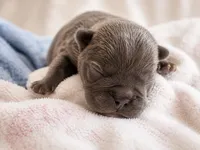 Flint, a male Frenchton for sale in Edwardsburg, MI – 2 of 2