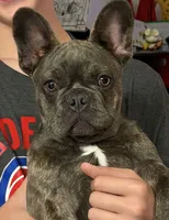 Bullwinkle , a male French Bulldog for sale in Edwardsburg, MI – 2 of 3