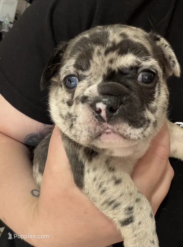 Clover – French Bulldog, Frenchton puppy for sale in Edwardsburg, MI