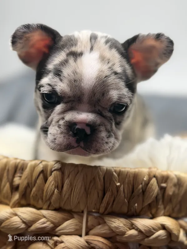 Maggie – Boston Terrier, French Bulldog puppy for sale in Edwardsburg, MI