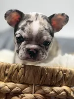 Maggie, a female Boston Terrier and French Bulldog for sale in Edwardsburg, MI – 1 of 4