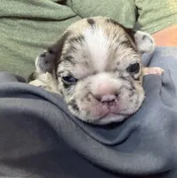 Maggie, a female French Bulldog and Frenchton for sale in Edwardsburg, MI – 1 of 5