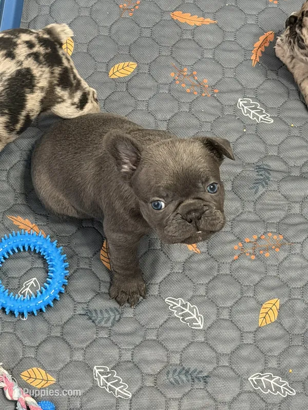 Flint – French Bulldog, Frenchton puppy for sale in Edwardsburg, MI