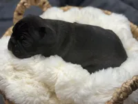 Cubbi, a male French Bulldog and Frenchton for sale in Edwardsburg, MI – 3 of 4