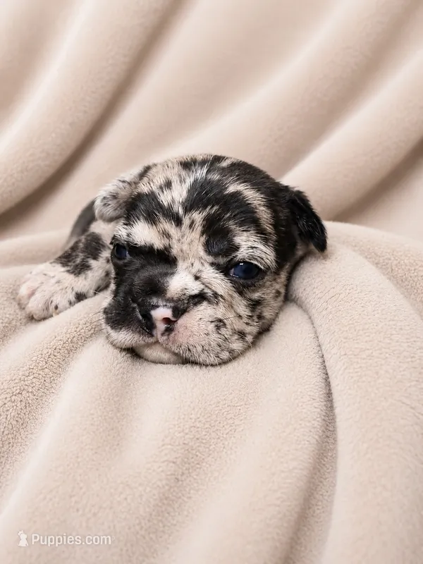 Clover – French Bulldog, Frenchton puppy for sale in Edwardsburg, MI