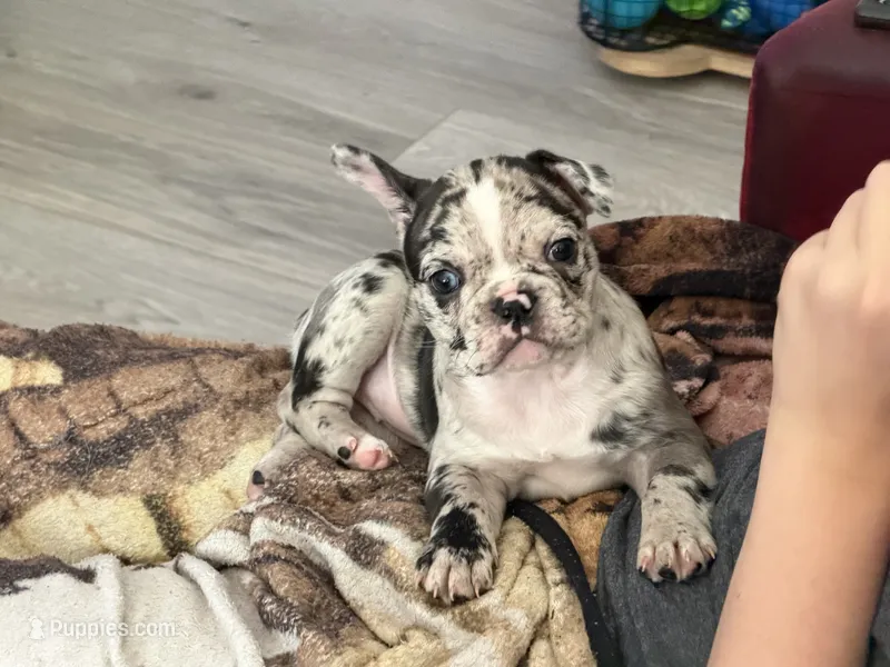 Maggie – French Bulldog, Frenchton puppy for sale in Edwardsburg, MI