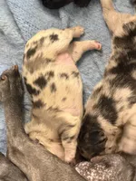 Maggie, a female French Bulldog and Frenchton for sale in Edwardsburg, MI – 5 of 5