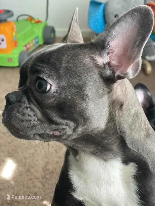 Mabel – Boston Terrier, French Bulldog puppy for sale in Edwardsburg, MI