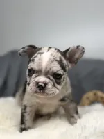 Maggie, a female Boston Terrier and French Bulldog for sale in Edwardsburg, MI – 3 of 4