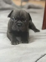 Cubbi, a male French Bulldog and Frenchton for sale in Edwardsburg, MI – 4 of 4
