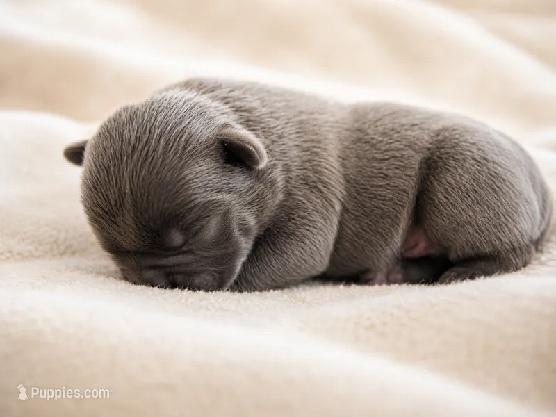 Flint – Frenchton puppy for sale in Edwardsburg, MI