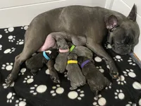 Mabel, a female Boston Terrier and French Bulldog for sale in Edwardsburg, MI – 5 of 5