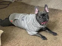 Mabel, a female Boston Terrier and French Bulldog for sale in Edwardsburg, MI – 2 of 5