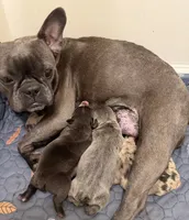 Mabel, a female Boston Terrier and French Bulldog for sale in Edwardsburg, MI – 4 of 5