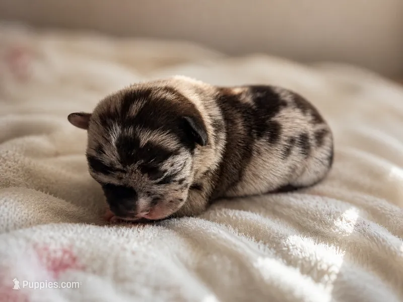 Clover – Frenchton puppy for sale in Edwardsburg, MI