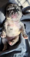 Poppy, a male French Bulldog and Frenchton for sale in Edwardsburg, MI – 5 of 6