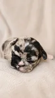 Clover, a male French Bulldog and Frenchton for sale in Edwardsburg, MI – 1 of 3