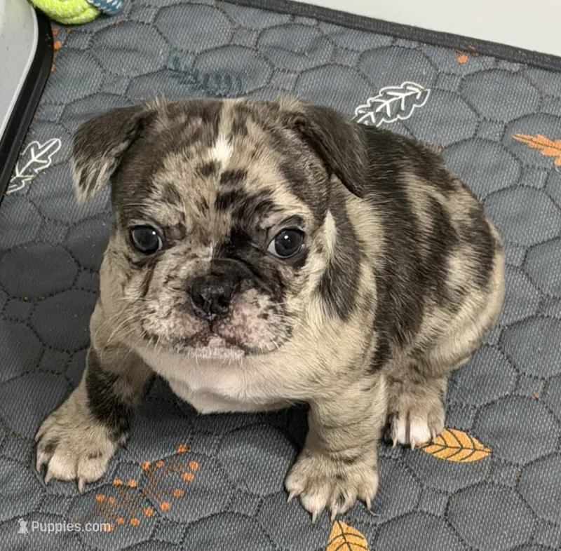 Poppy – French Bulldog, Frenchton puppy for sale in Edwardsburg, MI