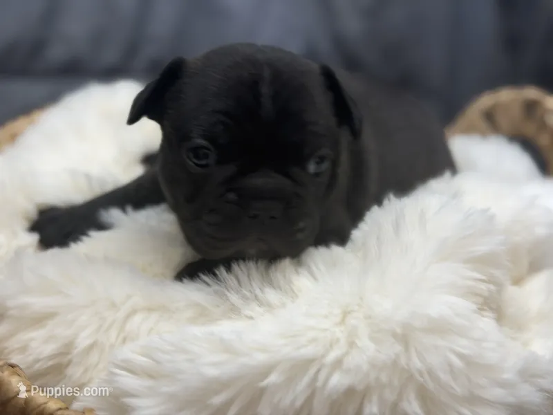 Cubbi – French Bulldog, Frenchton puppy for sale in Edwardsburg, MI