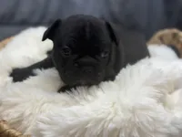 Cubbi, a male French Bulldog and Frenchton for sale in Edwardsburg, MI – 1 of 4
