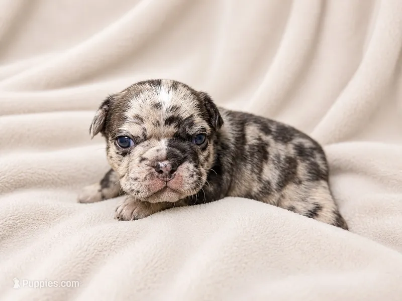 Poppy – French Bulldog, Frenchton puppy for sale in Edwardsburg, MI