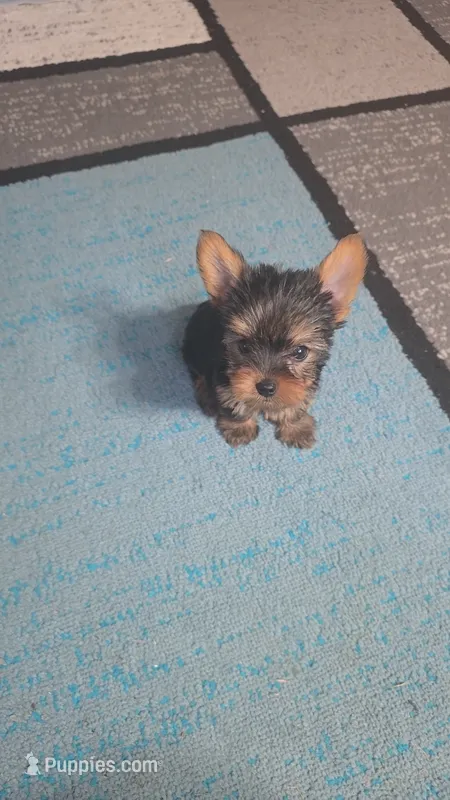 Little Sassy – Yorkshire Terrier puppy for sale in Arlington, VA