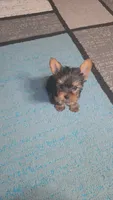 Little Sassy, a female Yorkshire Terrier for sale in Arlington, VA – 1 of 5