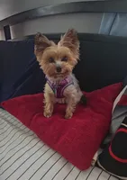 Little Sassy (pending), a female Yorkshire Terrier for sale in Arlington, VA – 6 of 8